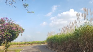 Plantío de caña de azúcar previo a la zafra.